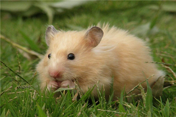 西施熊仓鼠,西施熊和金丝熊仓鼠