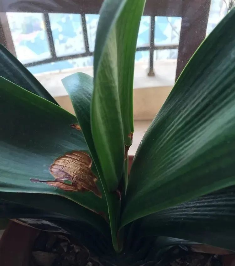 夏天被紫外线晒伤怎么办,夏天植物晒伤了怎么办