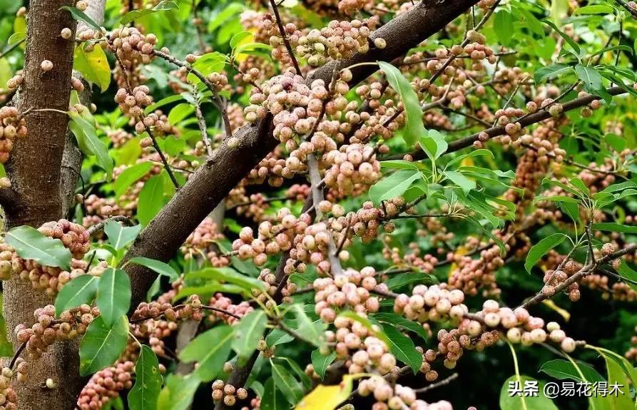 墙角榕树盆景,绝无仅有的榕树盆景