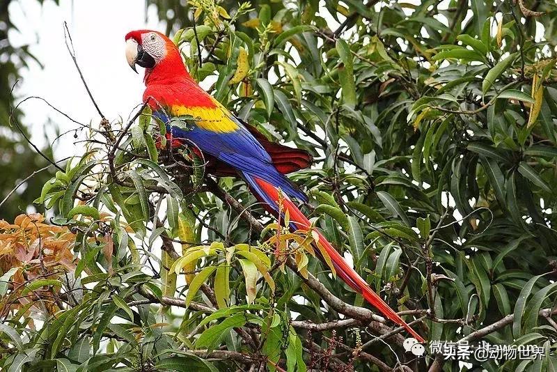 飞翔的彩虹鸟,飞翔的鹦鹉绿幕素材