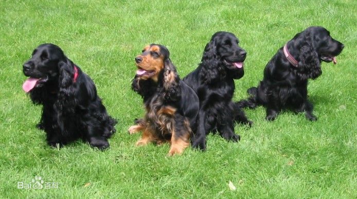 不掉毛无体味性格温顺的小型犬,宠物狗大全表