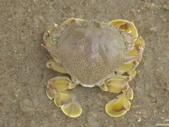 史上最全面的海鲜大咖,史上最全海鲜视频