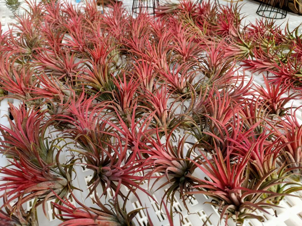 空气凤梨盆栽怎么养,空气凤梨巨型美杜莎花盆