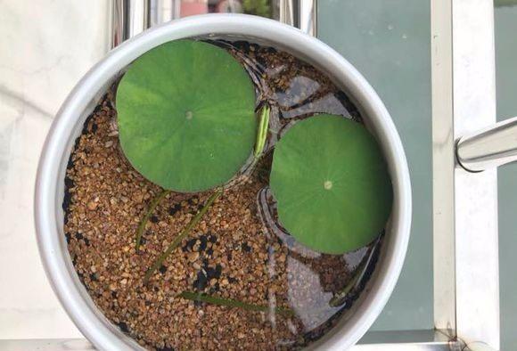 碗莲怎么养才能多开花,碗莲怎么养才开花多