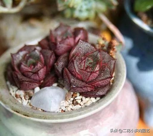 365种·常见花卉图谱，观果和多肉植物收藏篇