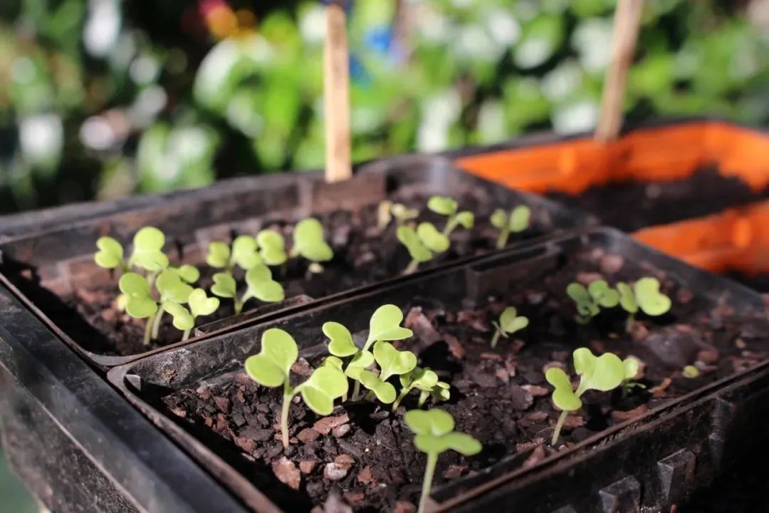 如何检测盆土酸碱性,检测花盆土壤干湿度的方法