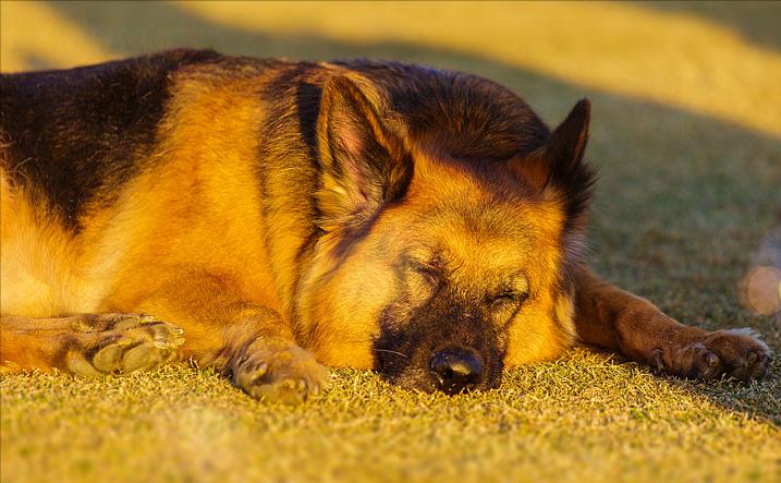 德牧狗拉稀用什么药最快,德牧幼犬拉稀是什么原因
