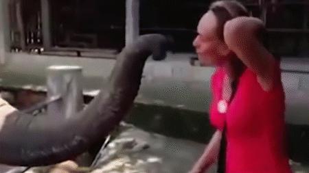 云南小象顽皮,小象宝宝为什么这么淘气