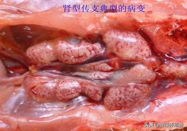 家禽与家禽解剖的不同点,家禽疾病诊断及解剖步骤