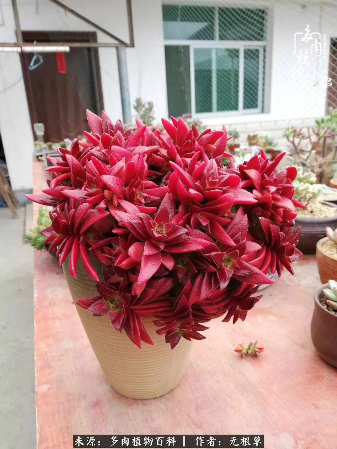 多肉寒冬中茁壮成长,多肉岁月的沉淀