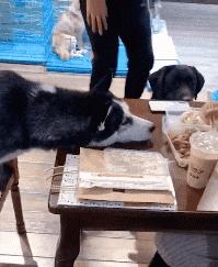 托马斯旋转搞笑名场面,倒立酷炫托马斯回旋