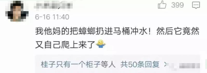 巨型蟑螂南方大蟑螂,广东巨型蟑螂和北方蟑螂对话