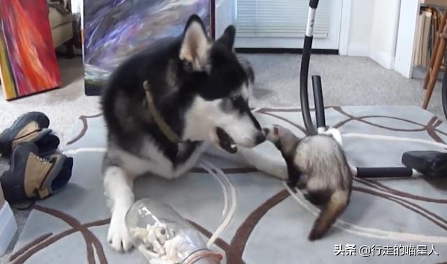 主人给二哈吃一盆狗粮,主人给二哈买了只鸡