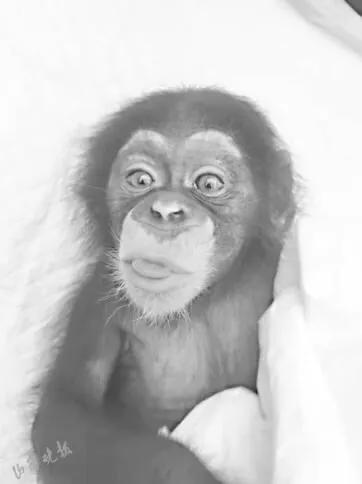 太原动物园六只小白虎,太原动物园必看的动物