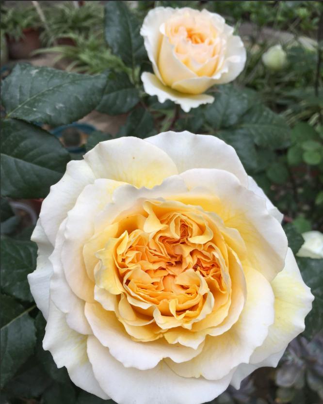 月季图鉴哪本书好,淘宝上最好养的月季品种