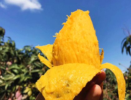 香甜的大芒果海南贵妃芒,芒果味浓郁贵妃芒