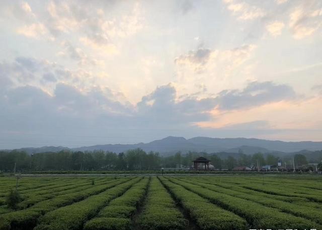 英山云雾茶手工茶,英山云雾茶哪个品牌好