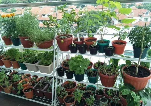 养花须知6点，把你的阳台布置成“空中花园”