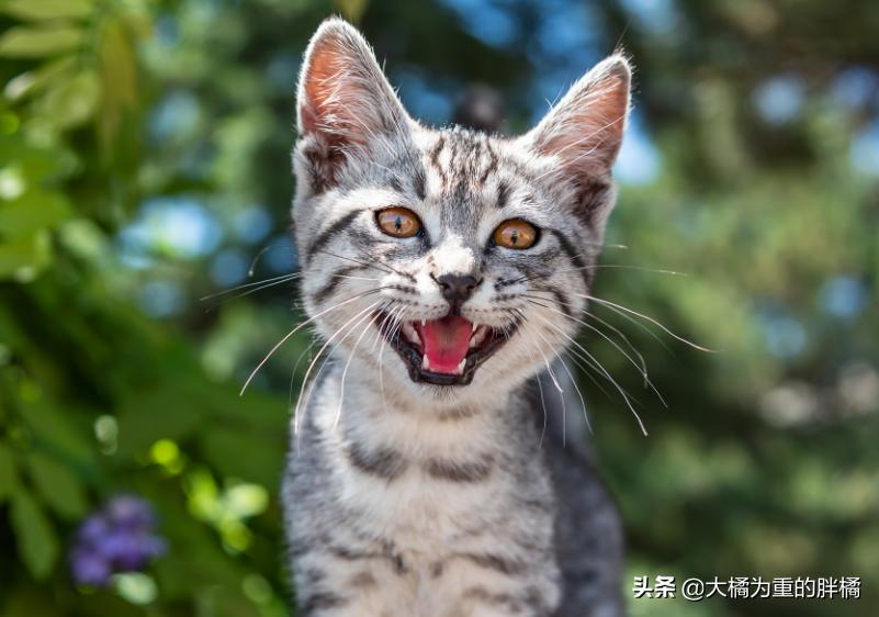 公猫总是叫唤个不停怎么回事,公猫老是叫个不停为什么