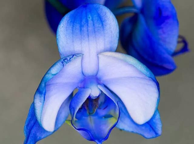 顶级珍稀兰花品种大全视频,珍稀兰花摄影