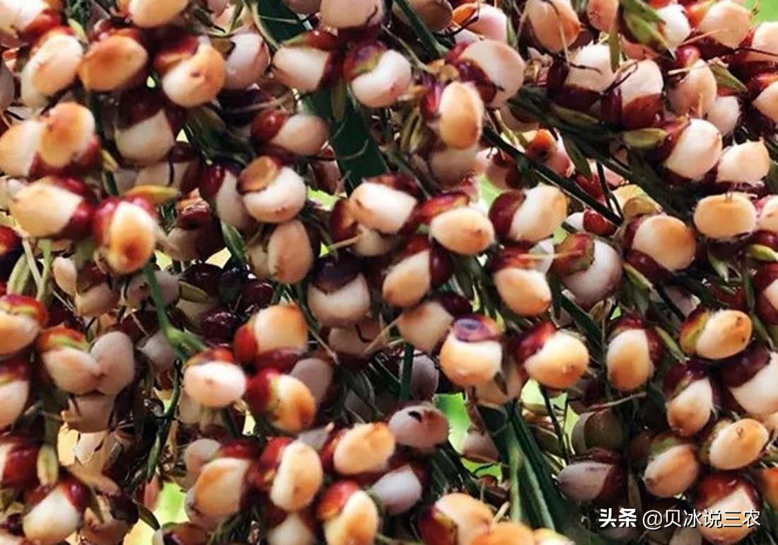 高粱的种植技术与方法,高粱种植条件有什么要求