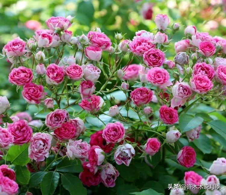 什么花藤好养又常年开花,花期长好看又好养的藤花