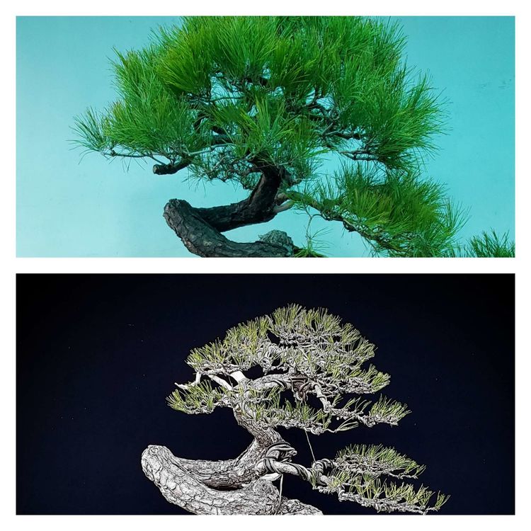 金奖精品黑松盆景 (日本国风展黑松盆景高清图)