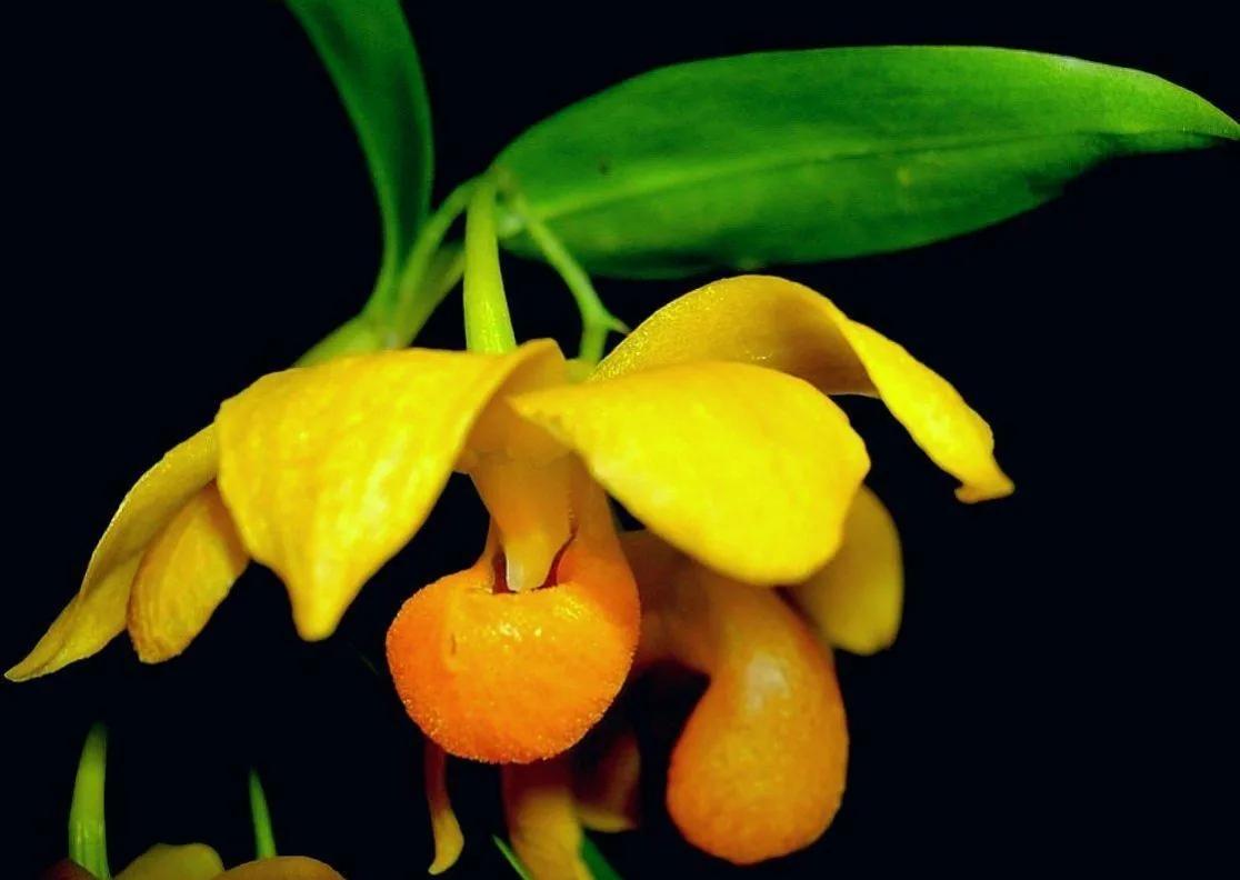 兰花高洁的古诗,高洁典雅的兰花壁纸