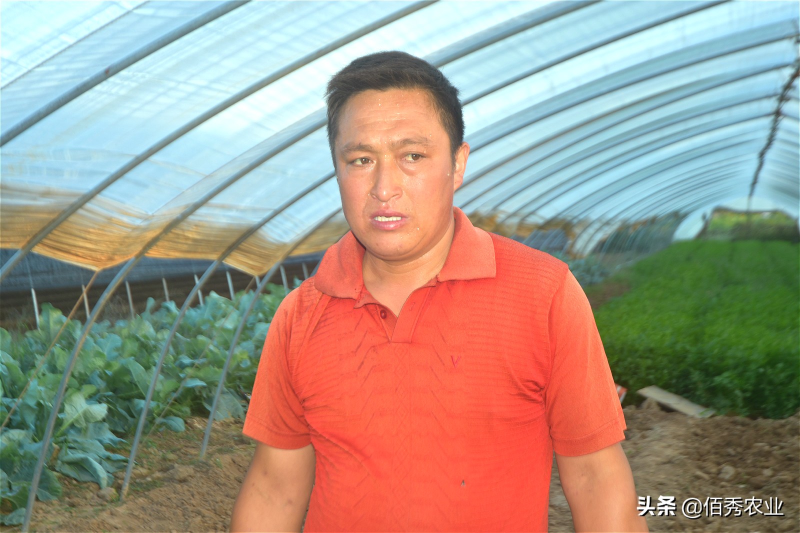 农作物根线虫怎么防,如何防治蔬菜线虫