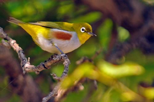 绣眼断水怎么解决,绣眼要养多久才开口