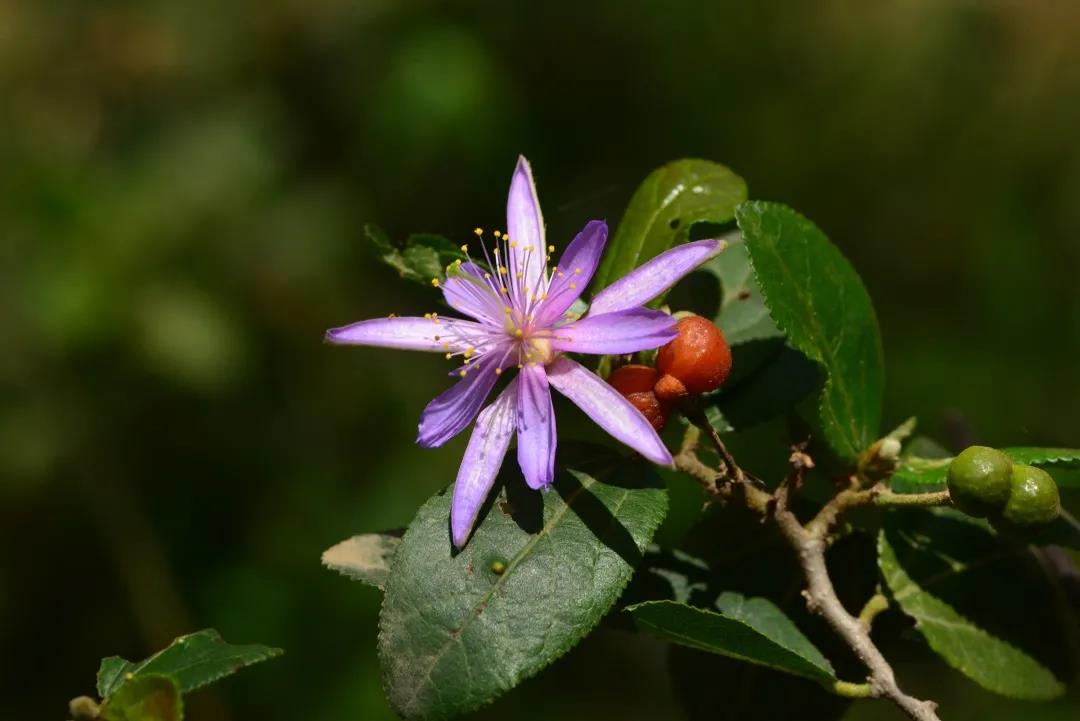 看花与哲学有什么关系？听听博物君刘华杰怎么说|荐展No.80