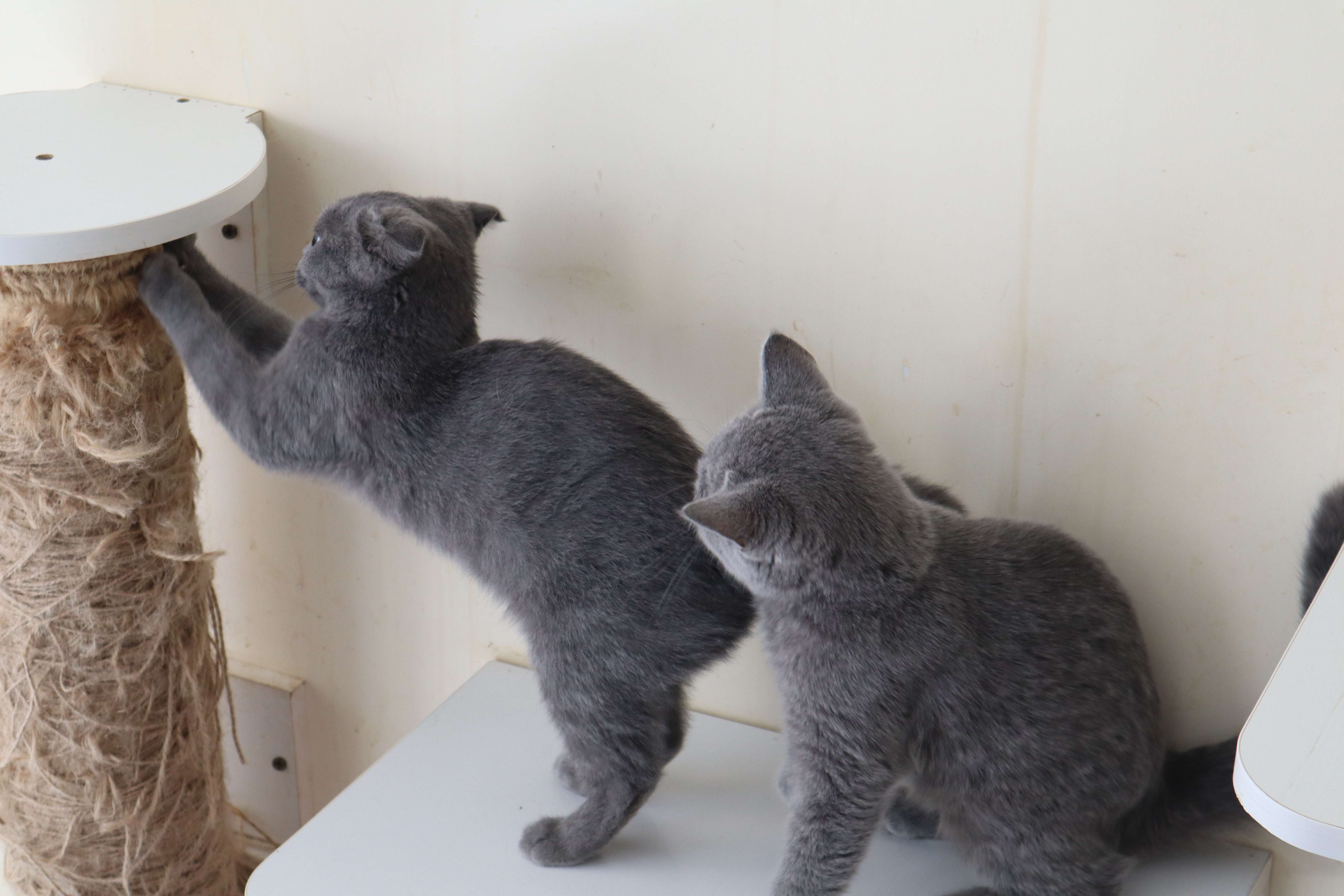 猫被吓尿了严重么,猫突然被吓尿了