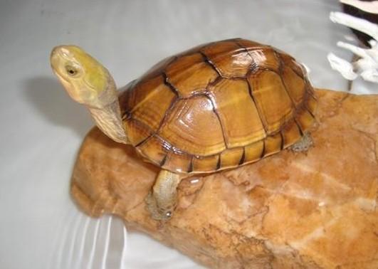 龟心依旧,黄喉拟水龟怎么养更好看