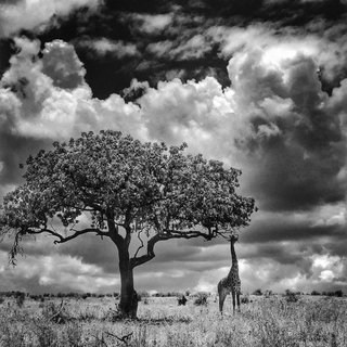 苹果年度最佳照片,iphone拍出来的照片有多惊艳