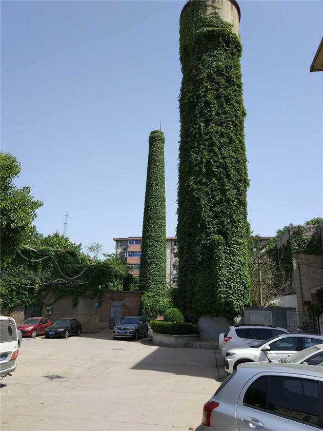 绿化爬山虎种植方法,爬山虎绿化应用