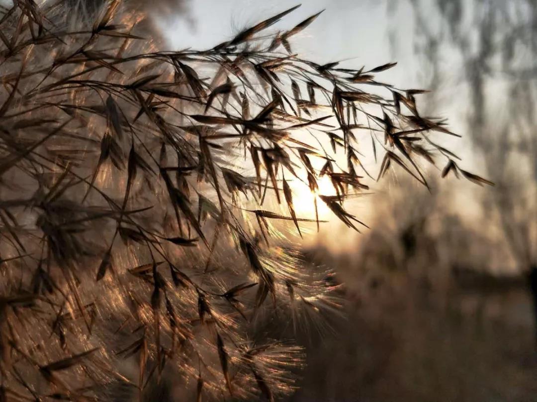 天津超奢华大学,天津大学旧校区取景