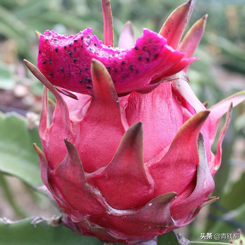 金都一号火龙果种植基地,金都一号火龙果种子种植