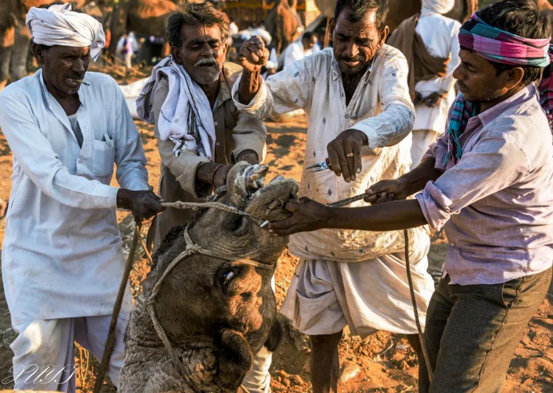 津门网徐屹：印度骆驼节上的人们（上）