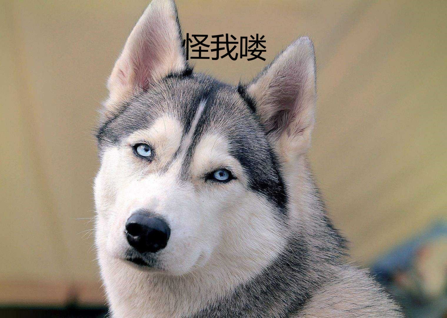 晚上睡不着看这八句话,晚上睡不着看电影的句子