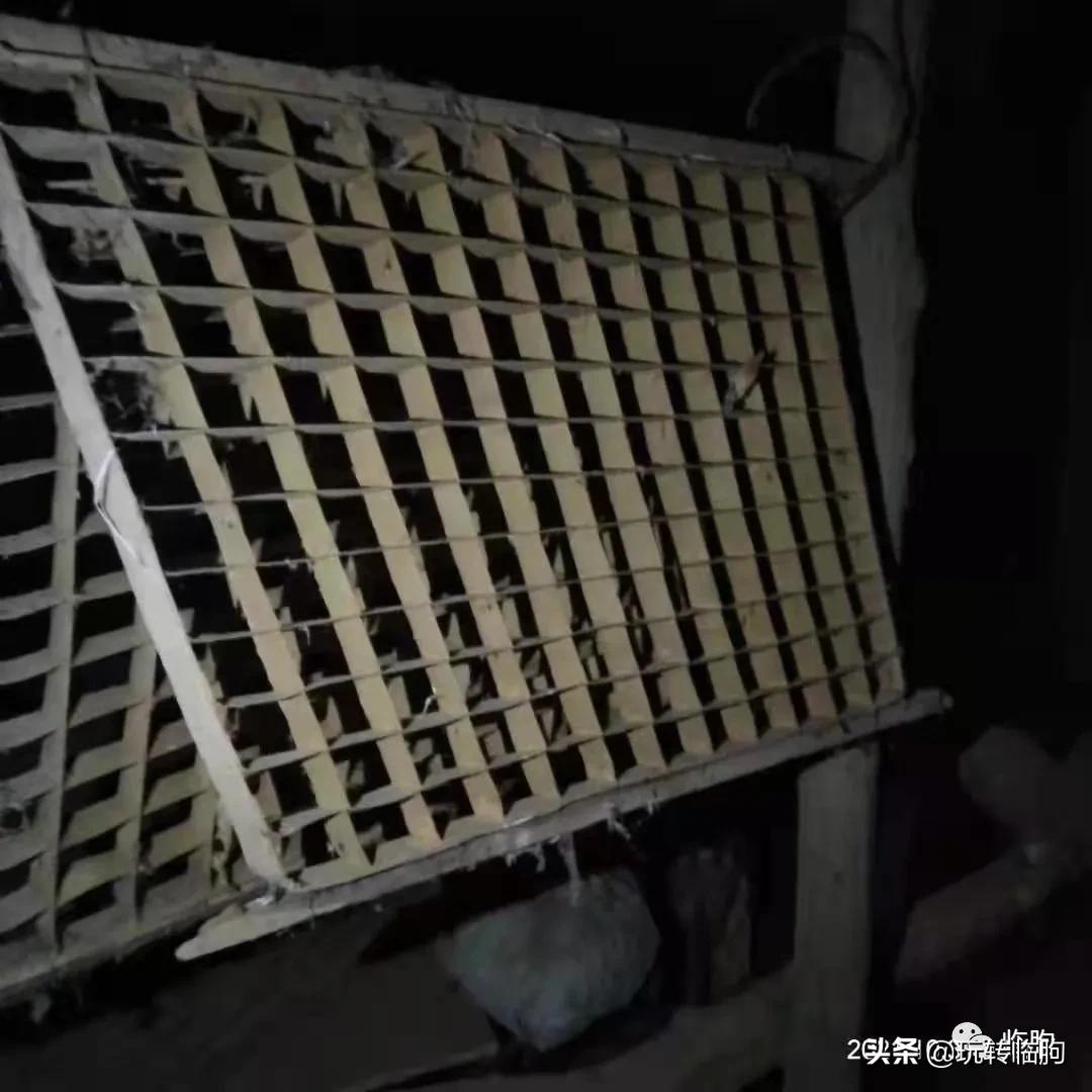 蚕农养蚕记,养蚕记朗读