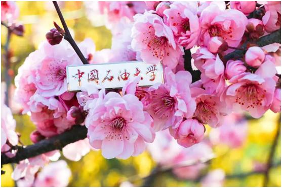 中国石油大学华东缺点,中国石油大学华东为什么考数二