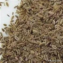 香料的正确使用方法和注意事项,卤水加桂皮的正确方法