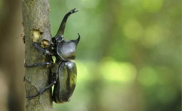 绿色的长着鹿角的虫子,鹿角虫高级宠物