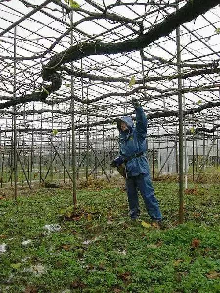 2019葡萄产业发展,葡萄农业发展模式