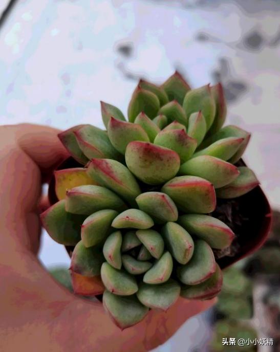 肉肉开箱专辑,肉肉开箱视频大全