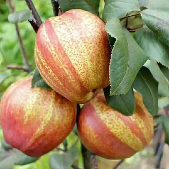 入伏前三种食物少吃,入伏后少吃哪些水果