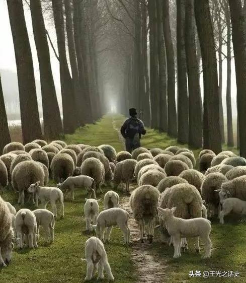 新西兰那么落后为什么是发达国家,新西兰历史上最强的国家