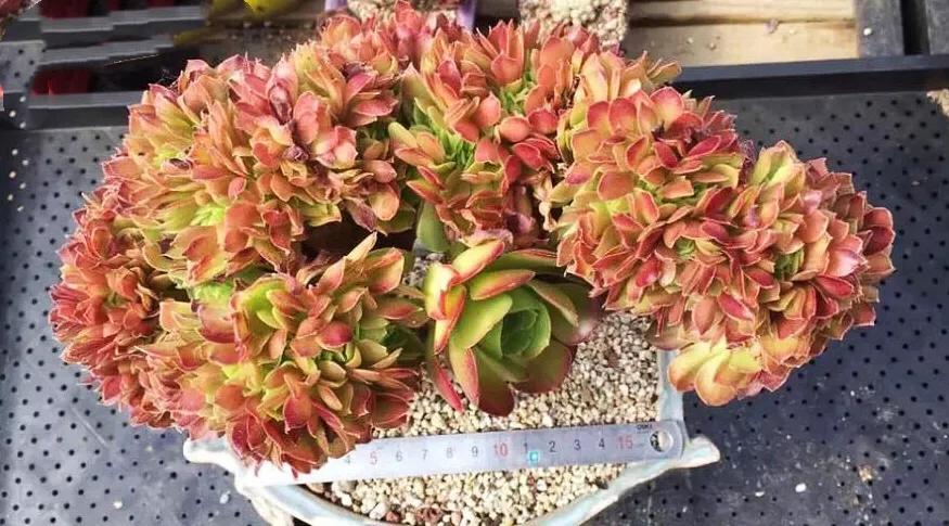 多肉法师韶羞现在能摘心吗,多肉法师欧紫跟韶羞的对比图