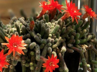 仙人指开花后的养殖方法,仙人指开花时能喷磷酸二氢钾