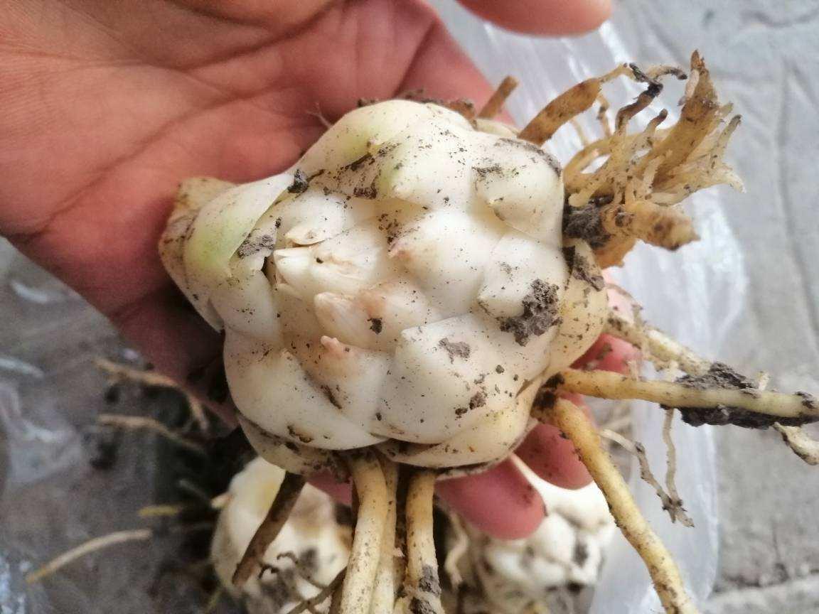 百合繁殖的小球怎么养大,百合可以边养球边开花吗